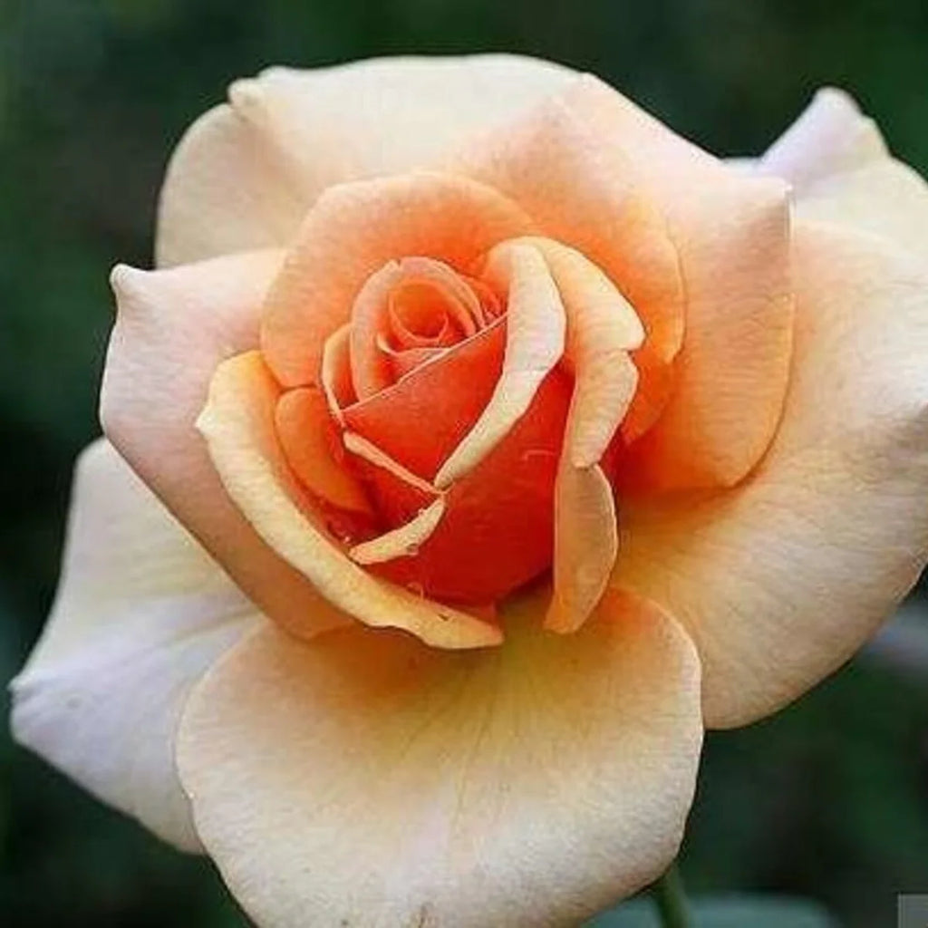 Brandy Rose Tree 36" (5 gallon)