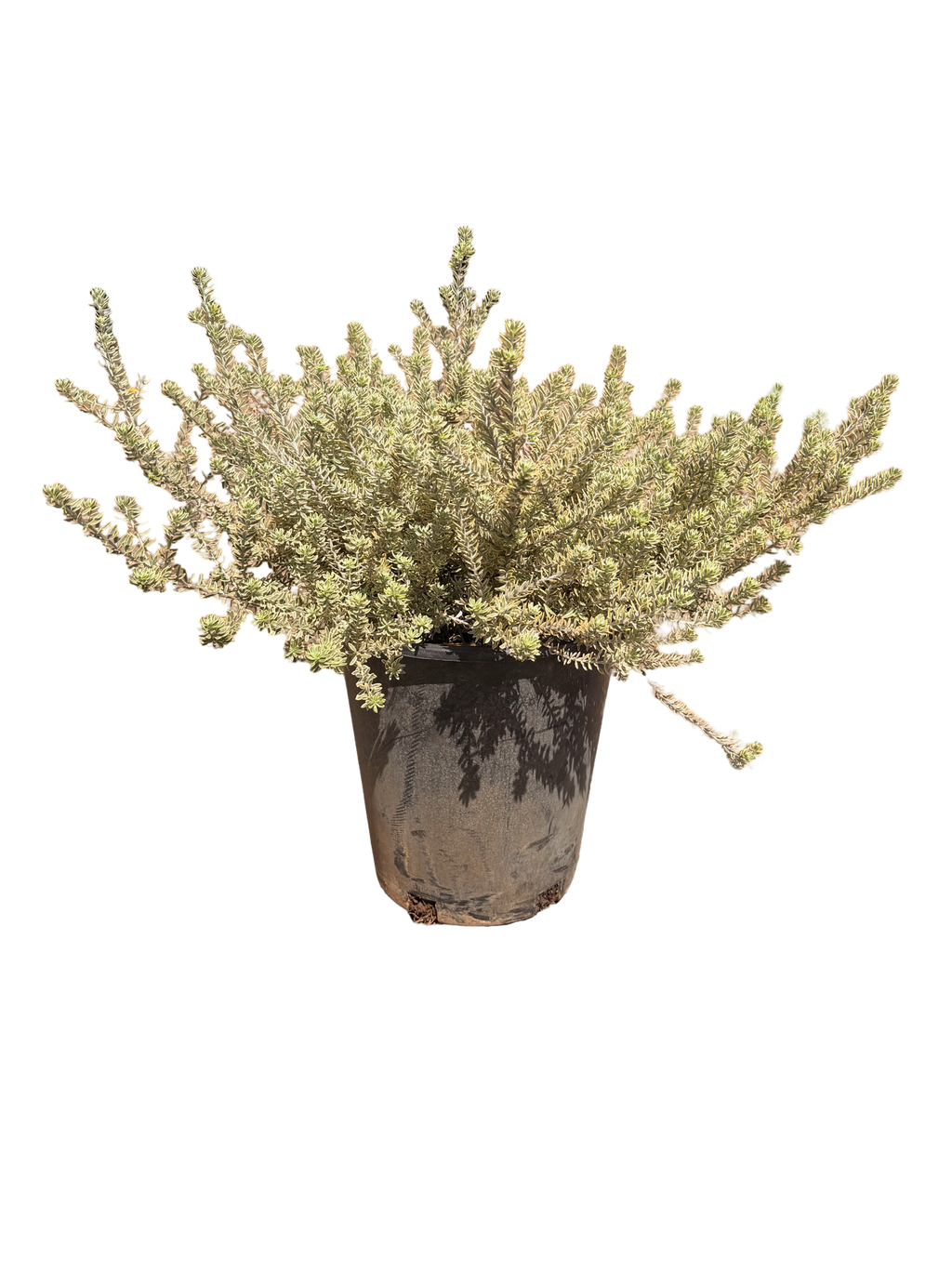 Westringia Fruticosa Rosemary 'Morning Light' (5 Gallon)