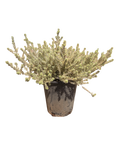 Westringia Fruticosa Rosemary 'Morning Light' (5 Gallon)