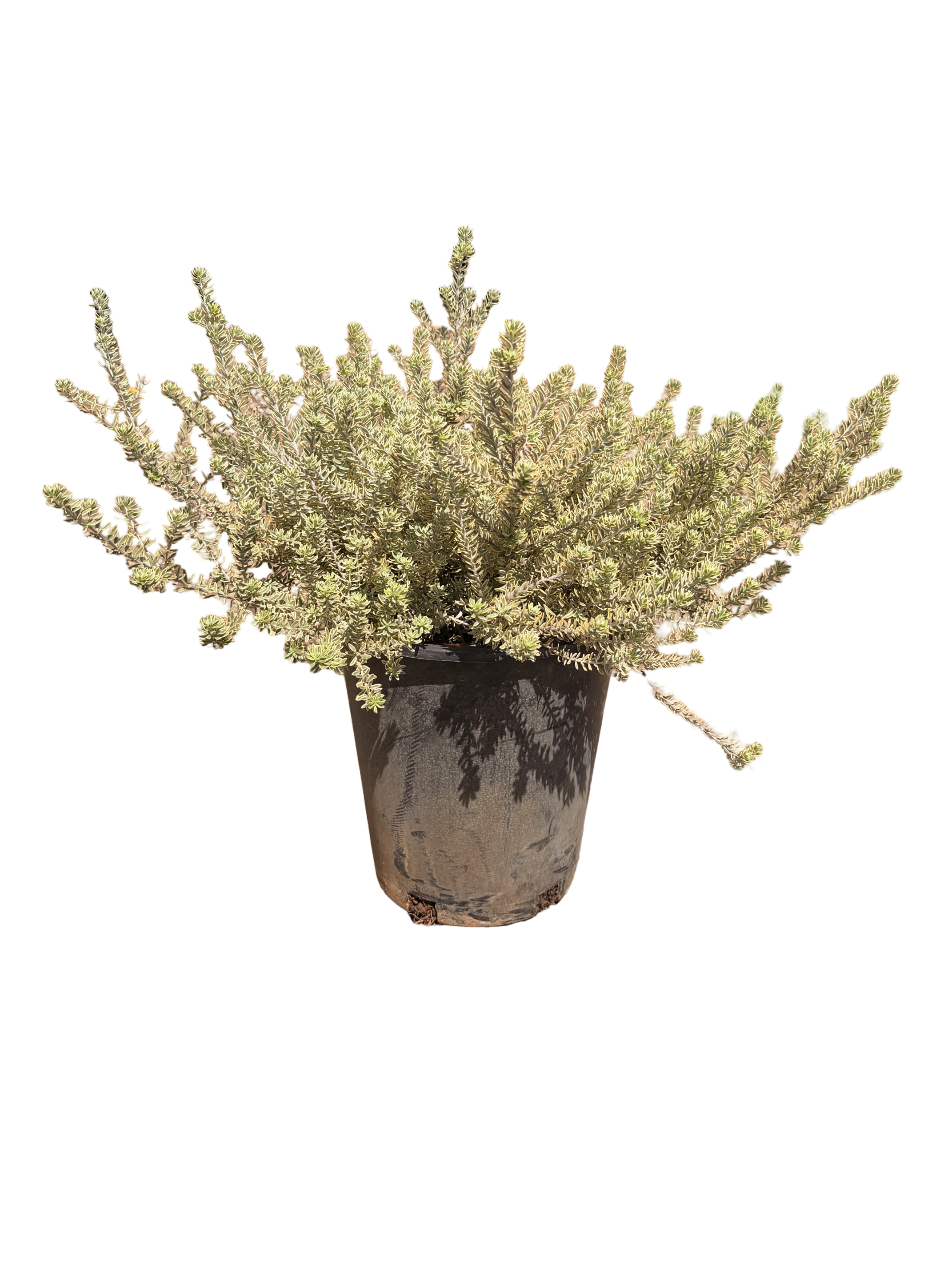 Westringia Fruticosa Rosemary 'Morning Light' (5 Gallon)