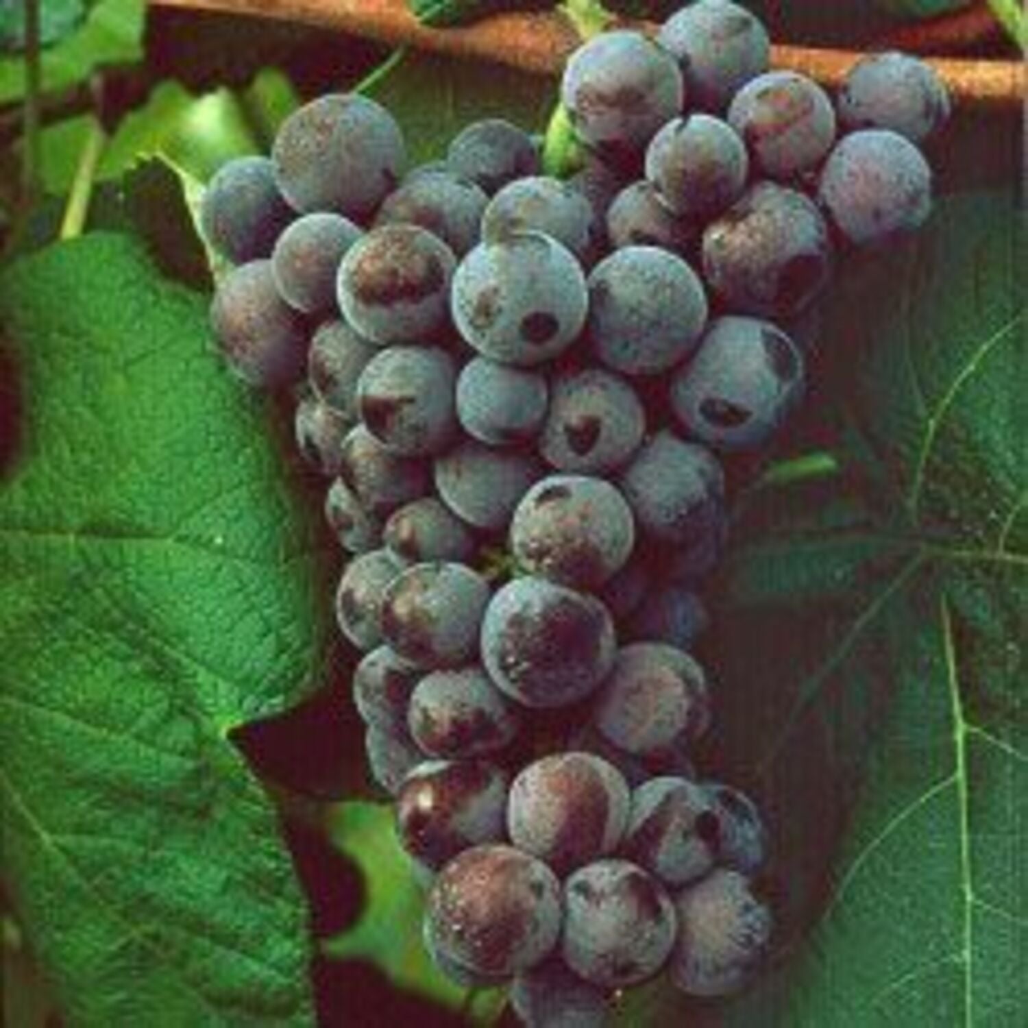 Cabernet Sauvignon Grape (3 Gallon)