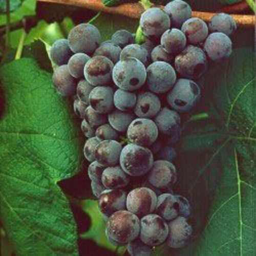 Cabernet Sauvignon Grape (3 Gallon)