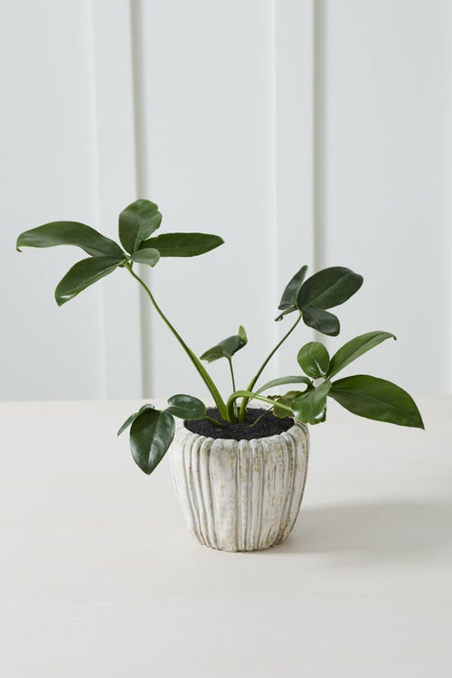 Cedric Pot