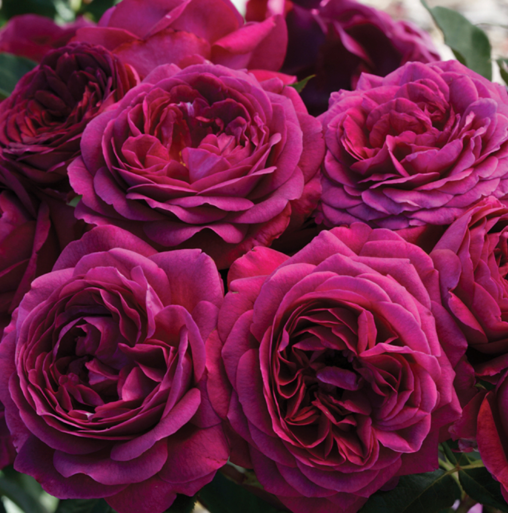 Celestial Night™ Rose (5 Gallon)
