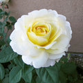 Chantilly Cream™ Rose (5 Gallon)