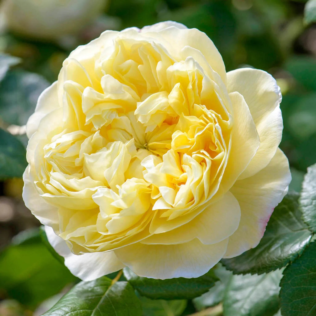 Charles Darwin English Rose - 5 Gallon