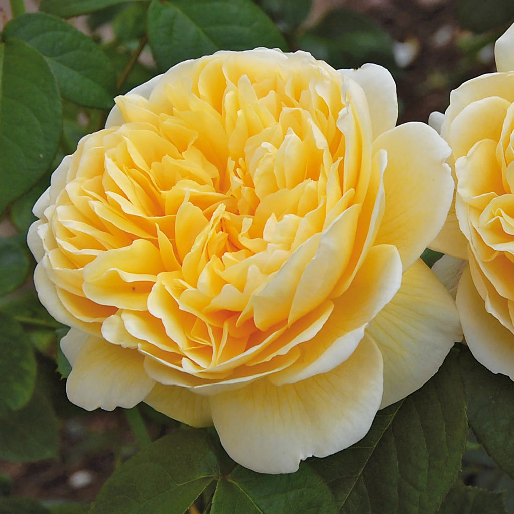 Charlotte® English Rose (2 gallon)