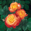Chihuly® Rose (5 Gallon)