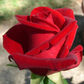 Chrysler Imperial Rose Tree 36" (5 Gallon)