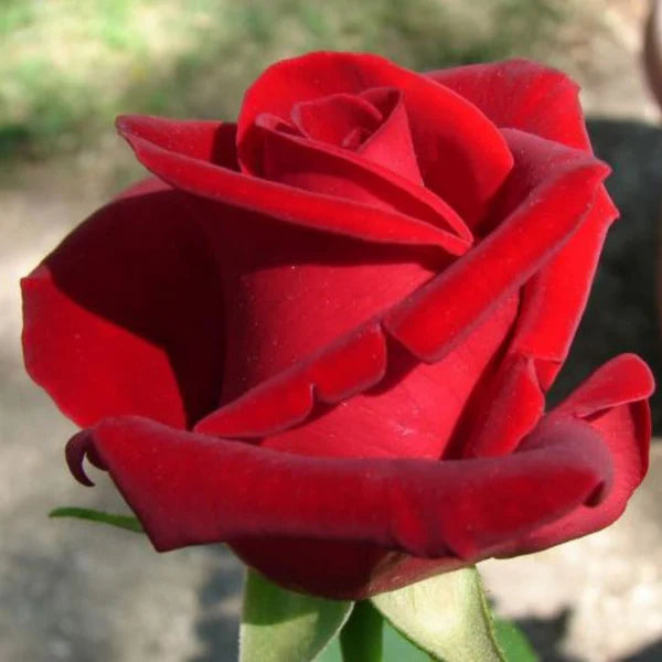 Chrysler Imperial Rose Tree 36" (5 Gallon)