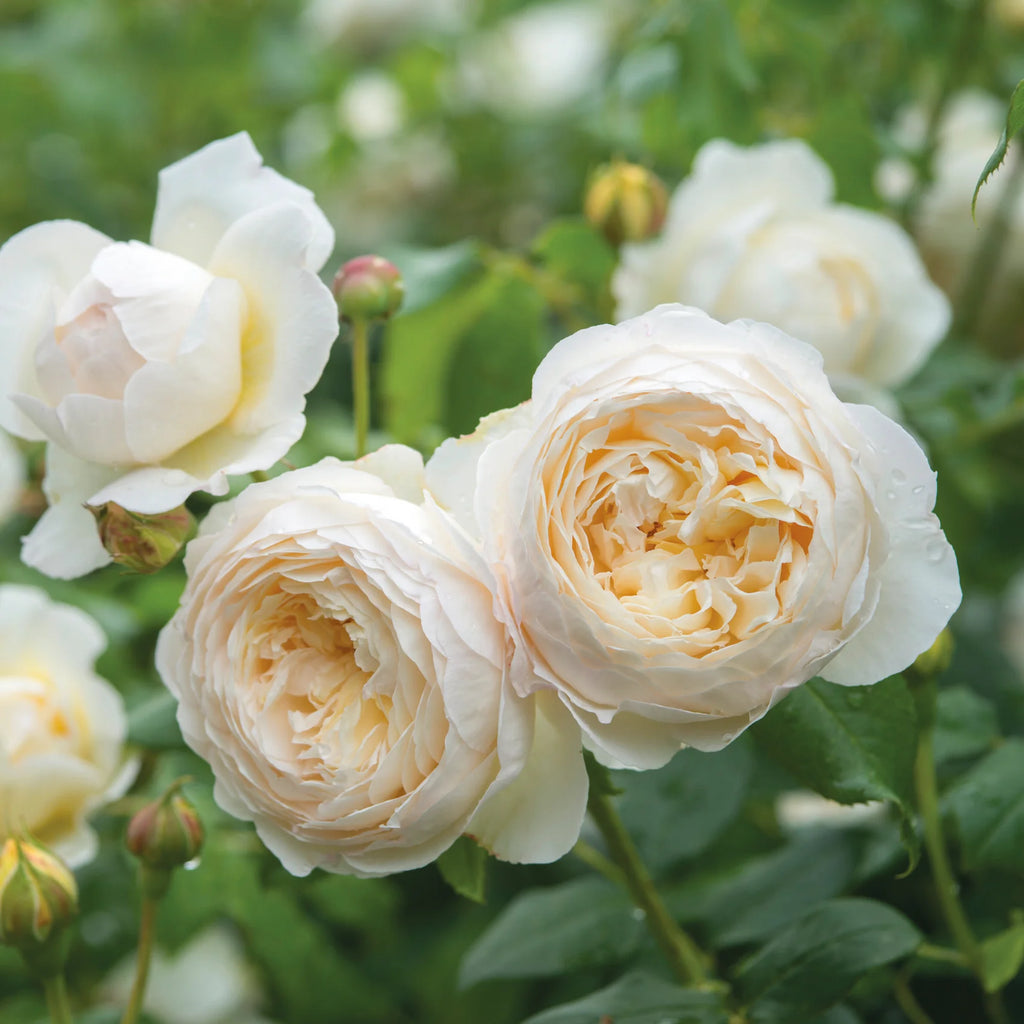 Claire Austin® English Rose (2 Gallon)