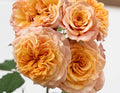 Crazy Love™ Sunbelt® Rose (5 Gallon)