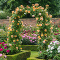 Crown Princess Margareta® – Climbing English Rose (2 Gallon)
