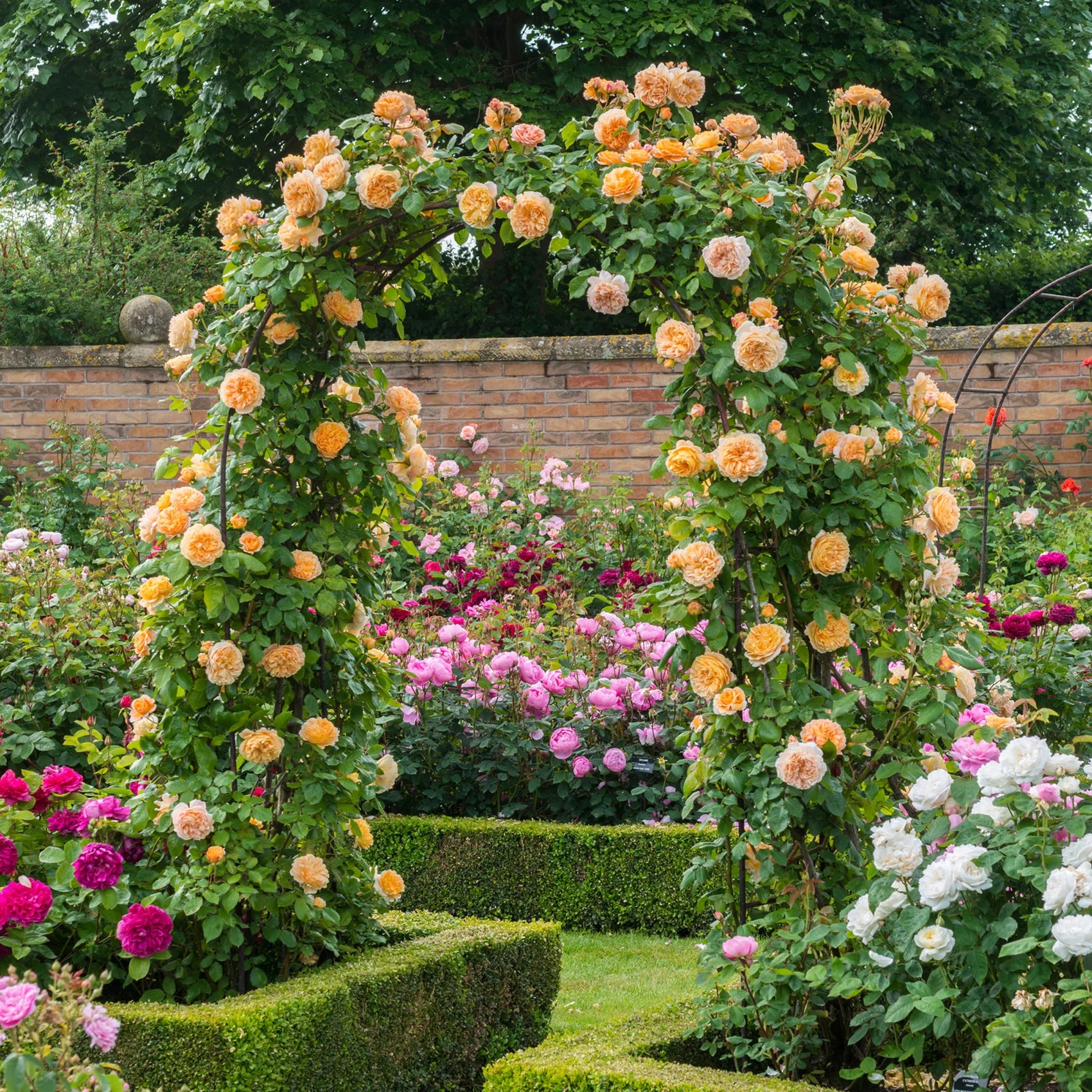 Crown Princess Margareta® – Climbing English Rose (2 Gallon)
