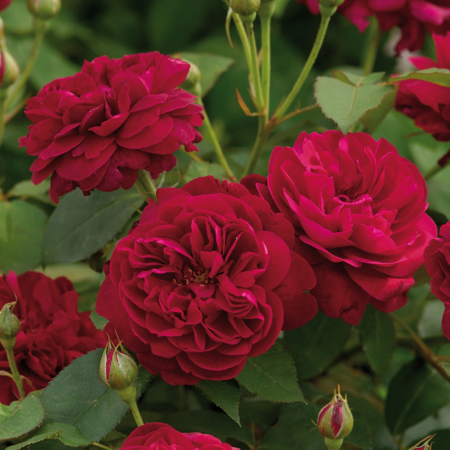 Darcey Bussell English Rose (2 Gallon)