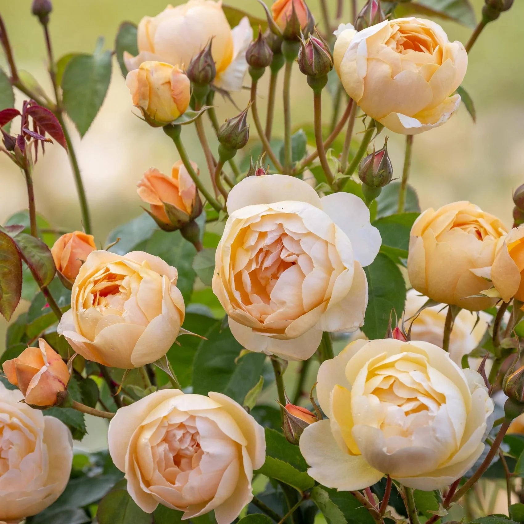 Dannahue® English Rose (5 Gallon)
