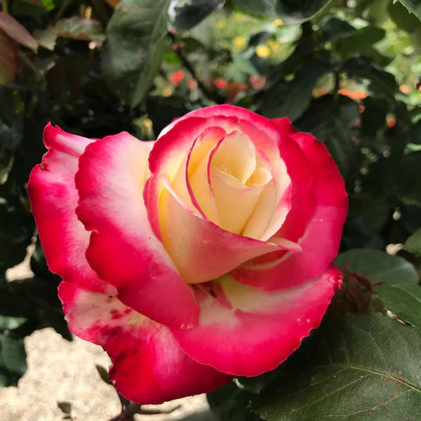 Double Delight™ Rose (5 Gallon)