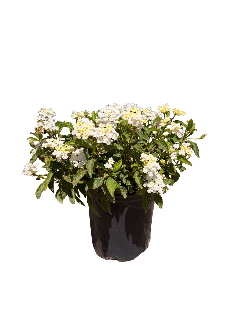 Lantana camara Shamrock™ 'White' (1 Gallon)