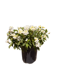 Lantana camara Shamrock™ 'White' (1 Gallon)