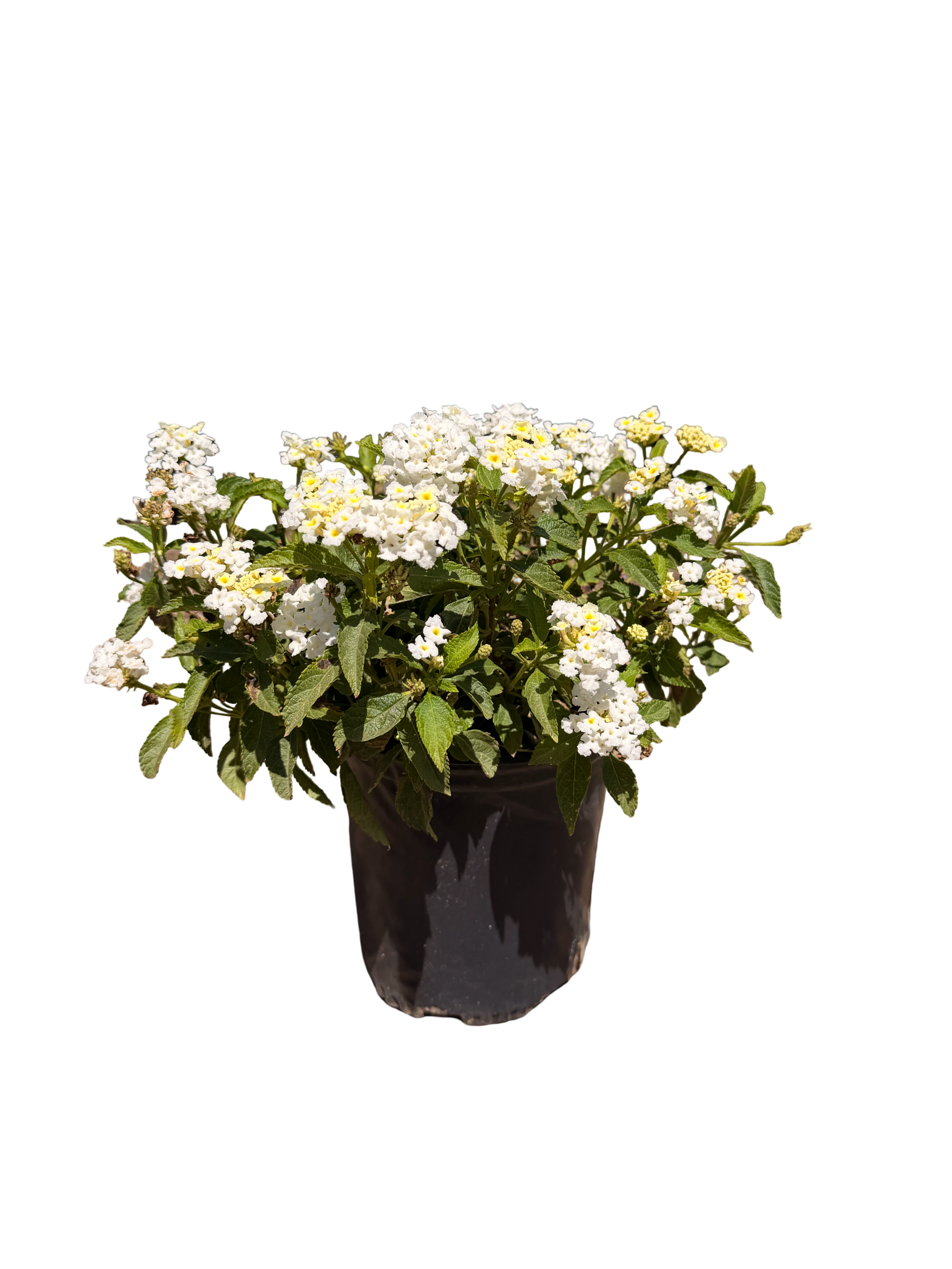 Lantana camara Shamrock™ 'White' (1 Gallon)