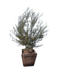 Olive 'Wilsonii' Olea europaea Fruitless (24" Box)