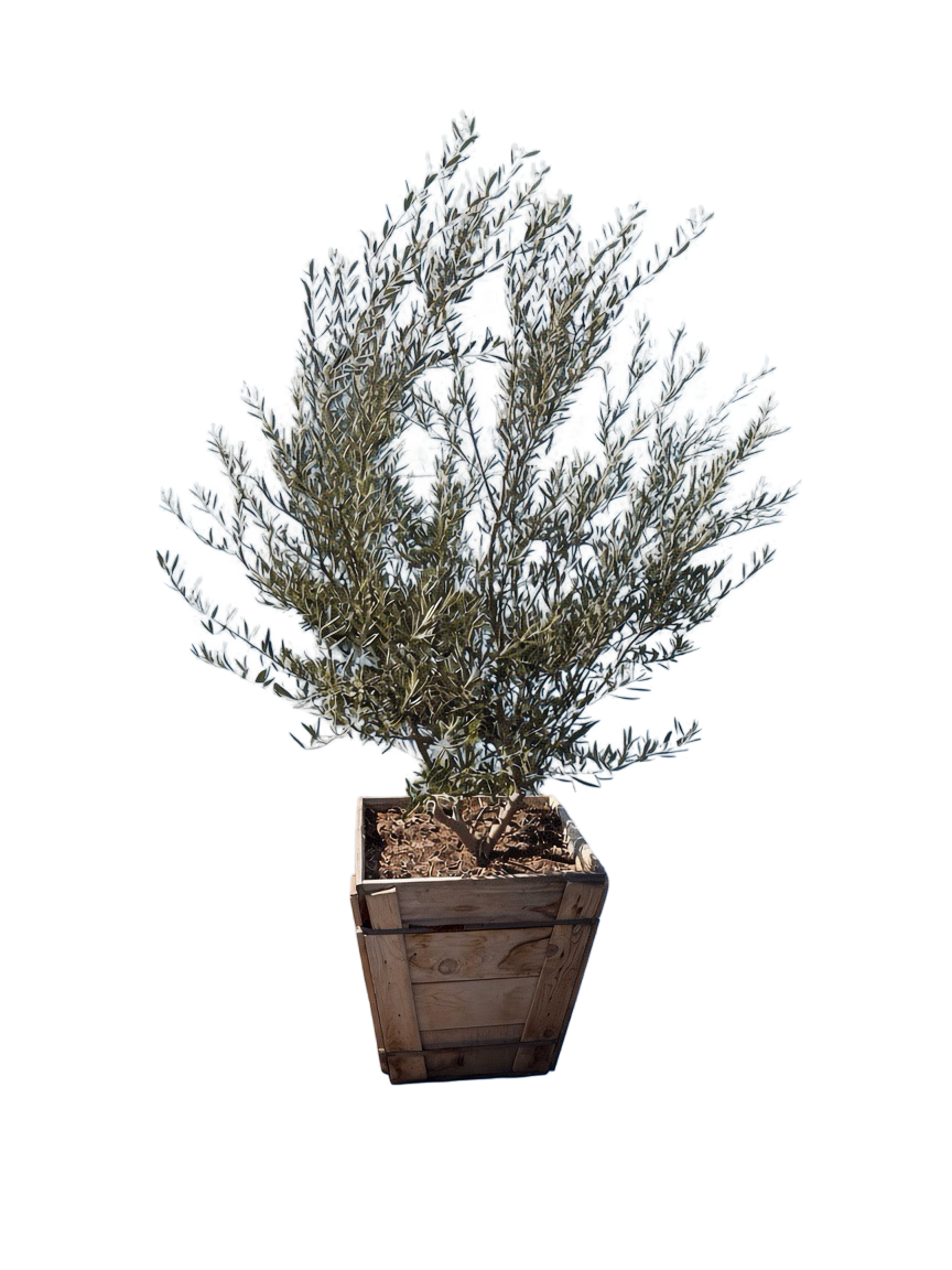 Olive 'Wilsonii' Olea europaea Fruitless (24" Box)
