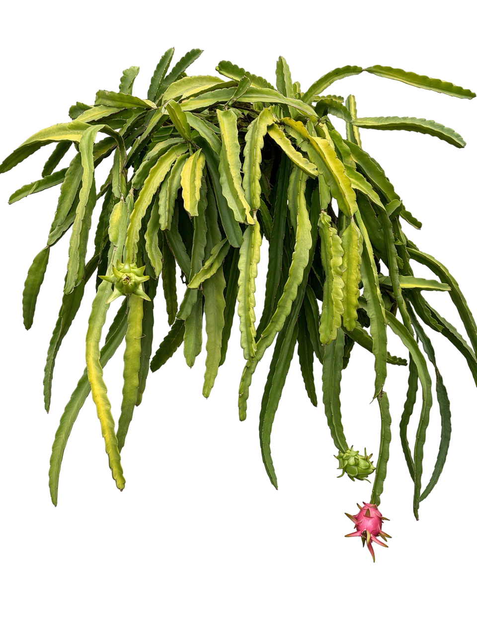 Red Dragon Fruit (7 Gallon) Selenicereus spp.