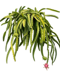 Red Dragon Fruit (7 Gallon) Selenicereus spp.