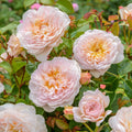 Emily Brontë® English Rose (5 Gallon)