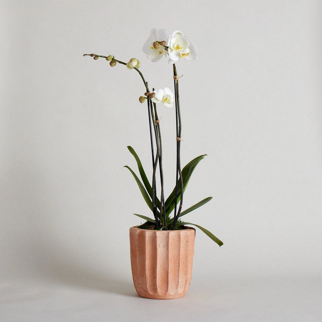 Fluted Terracotta Planter