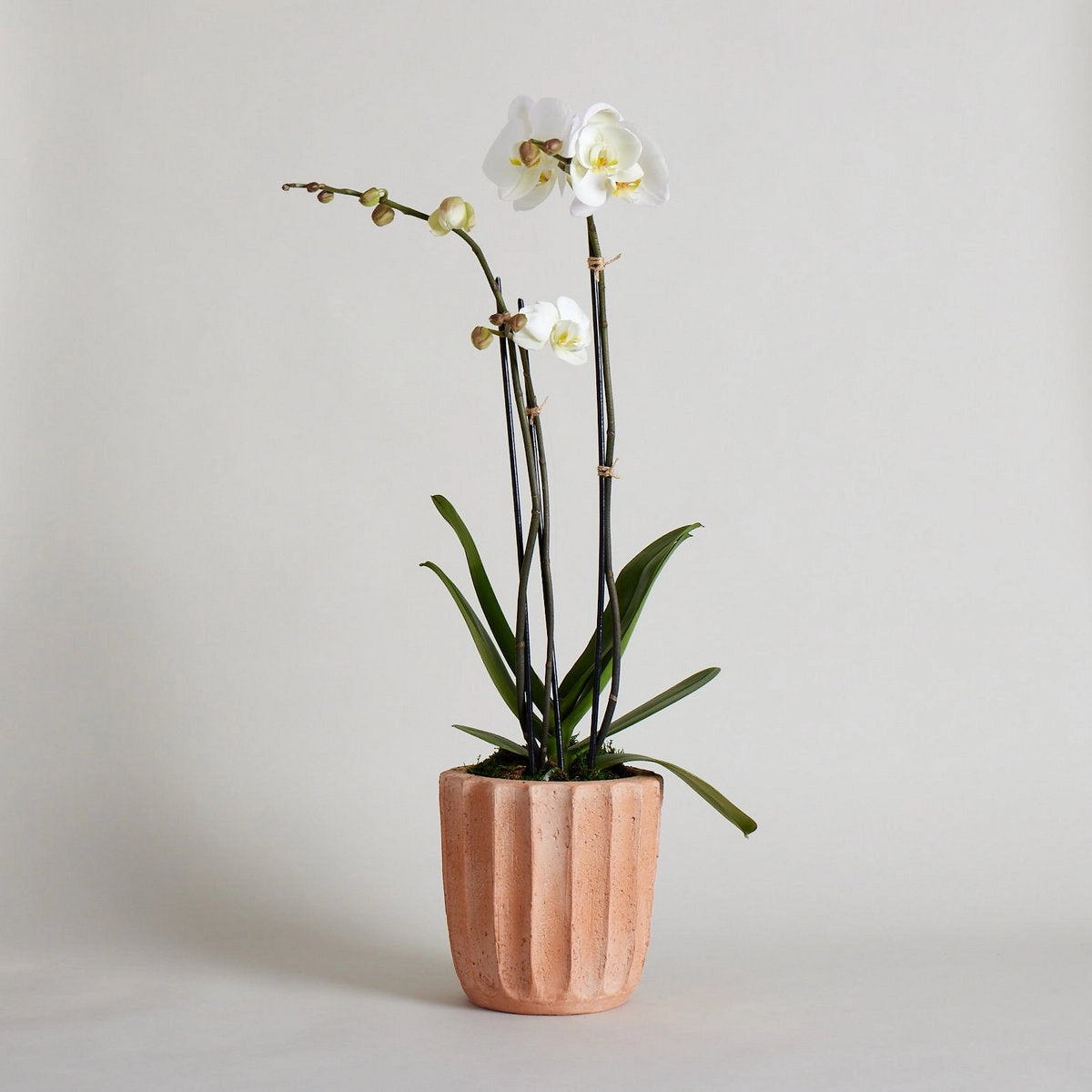 Fluted Terracotta Planter