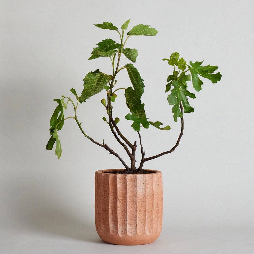 Fluted Terracotta Planter
