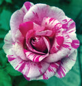 Fly So High™ Climbing Rose Staked (5 Gallon)