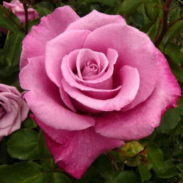 Fragrant Plum Rose (5 Gallon)