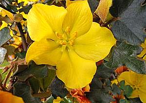 Fremontodendron 'California Glory' California flannel bush (15 Gallon)