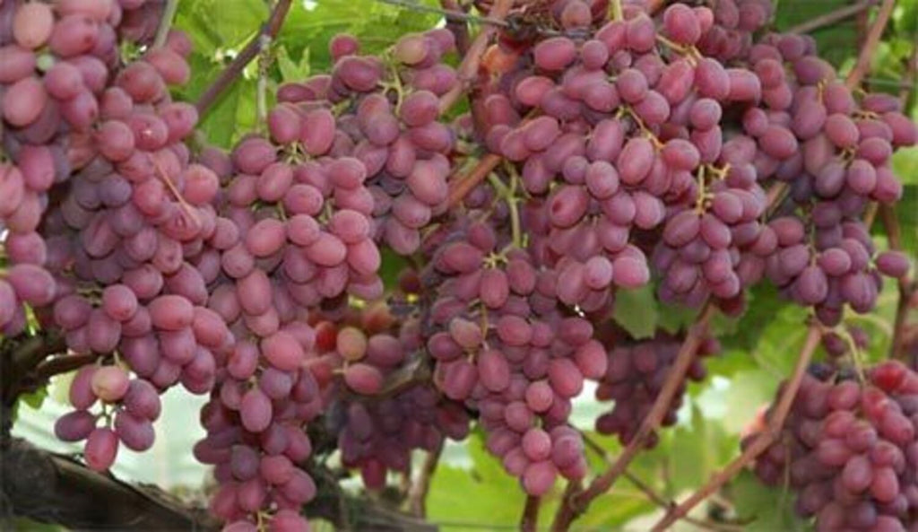 Crimson Seedless Grape (3 Gallon)