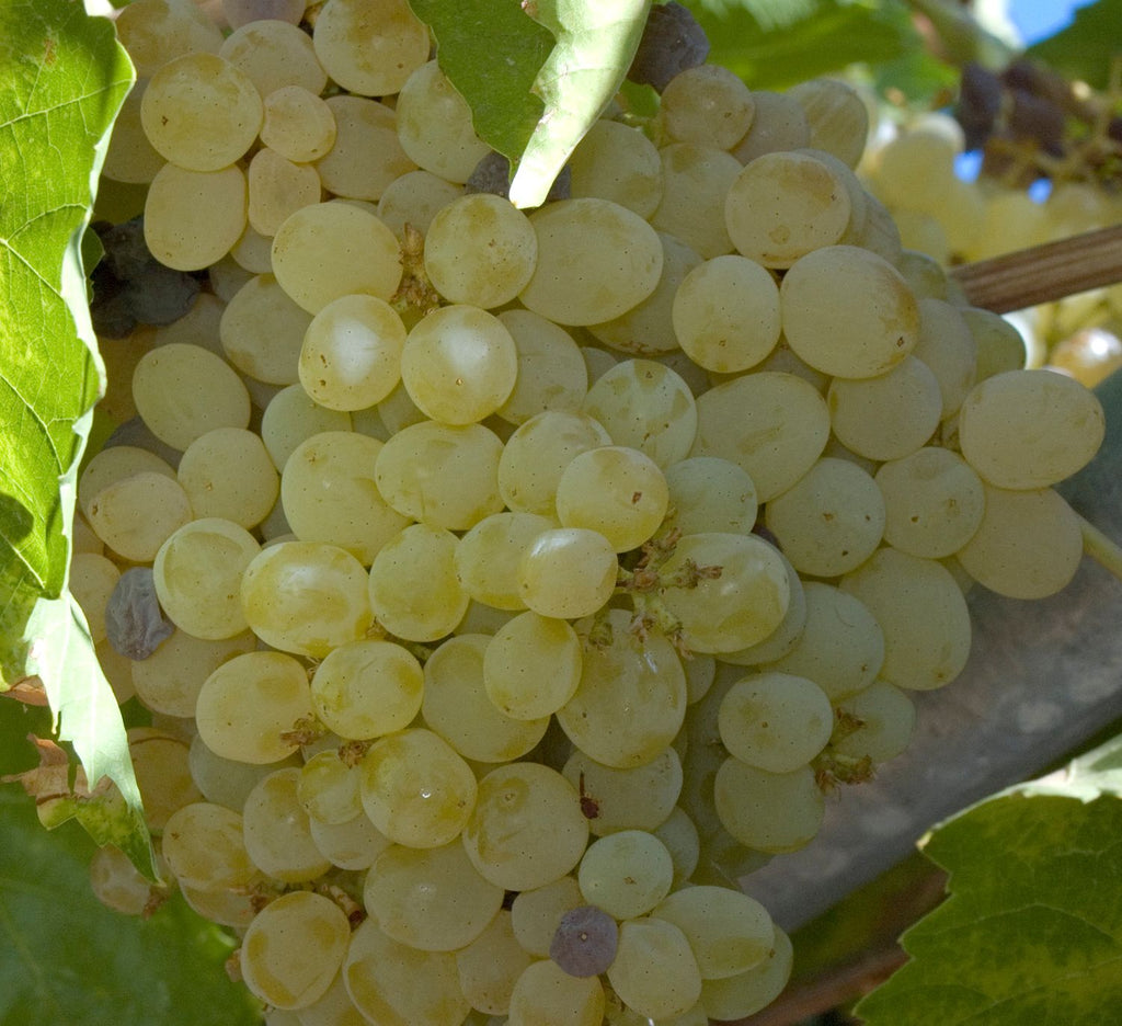 Thompson Grape - seedless (5 Gallon)