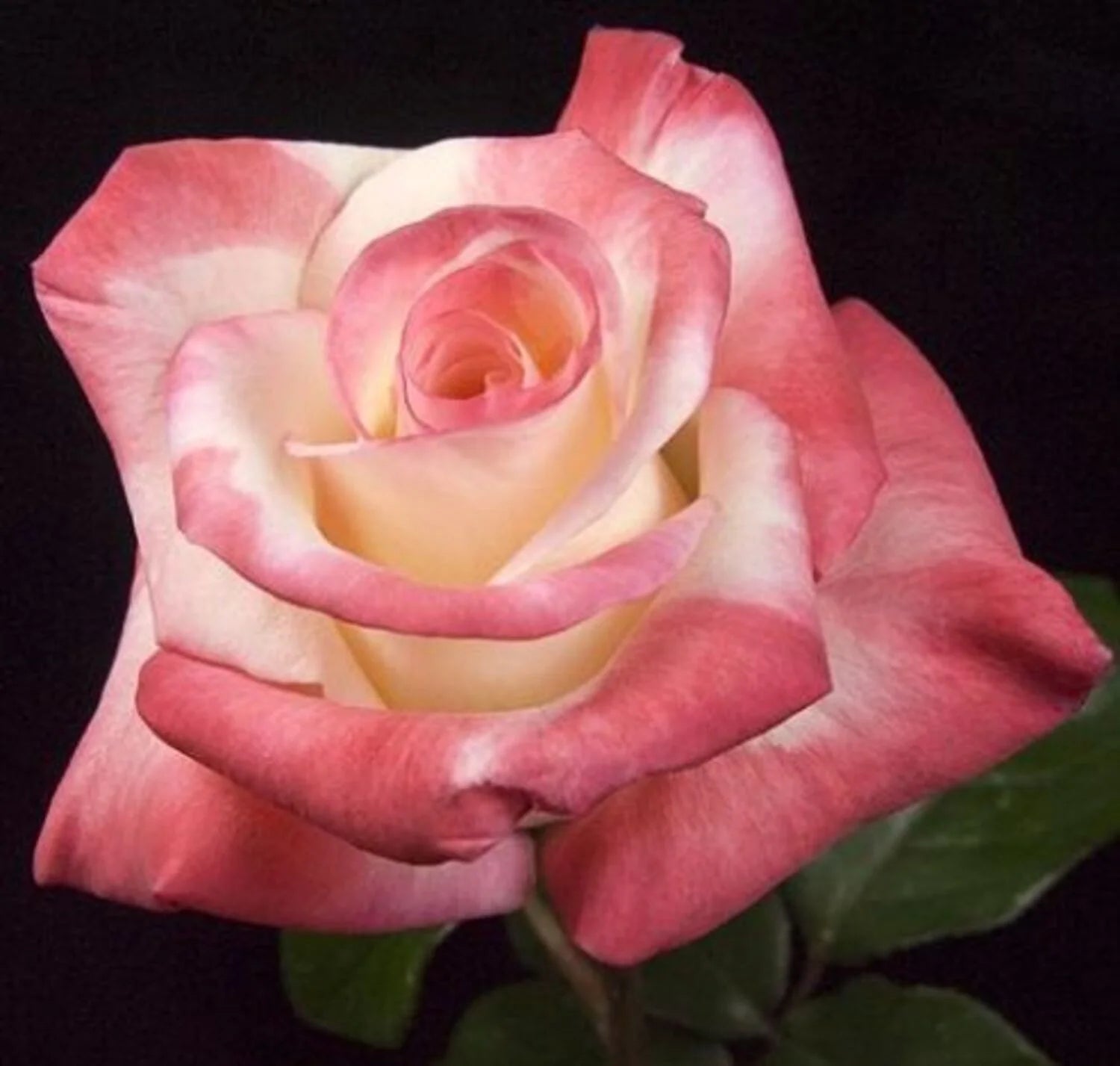 Gemini™ Rose (5 Gallon)
