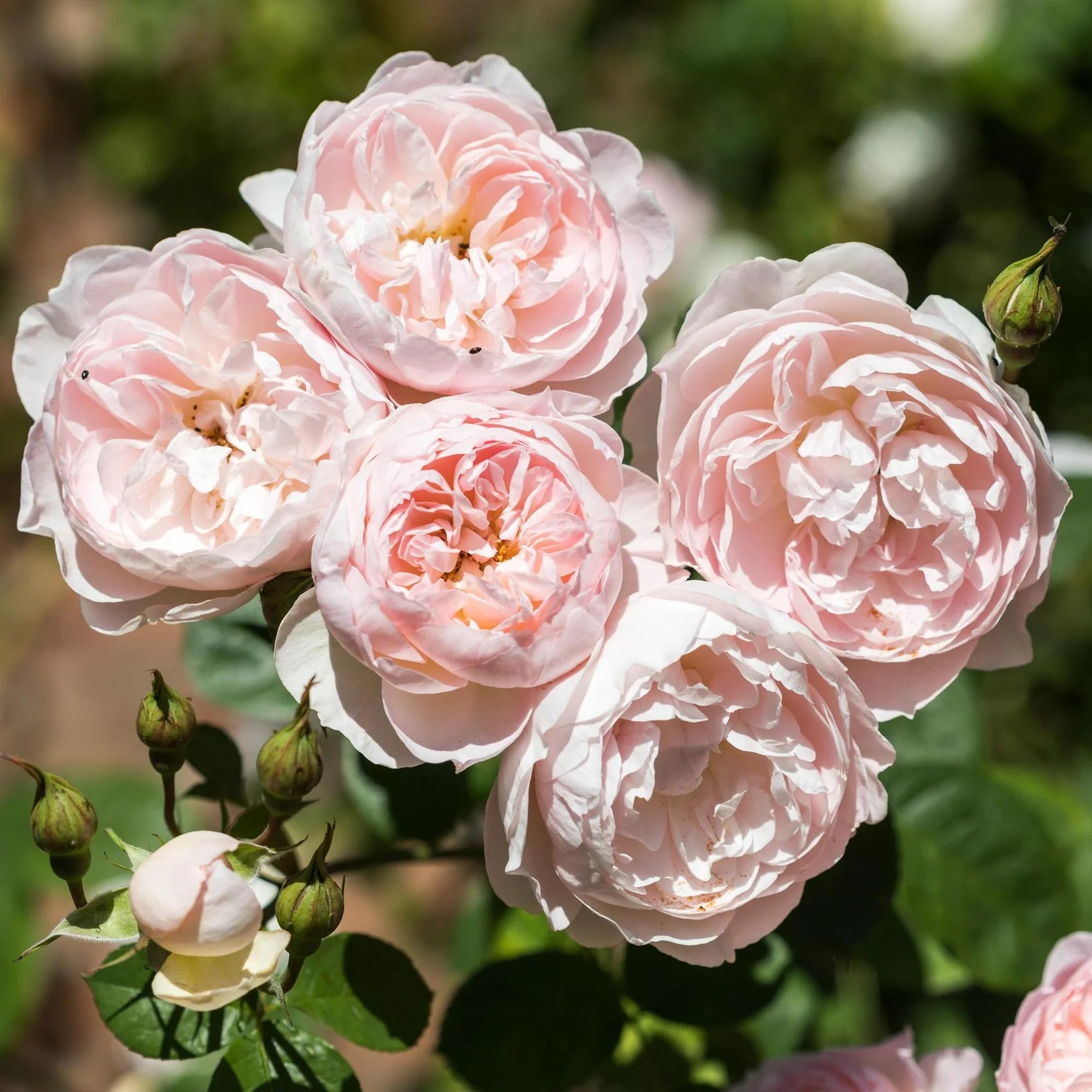 Gentle Hermione® English Rose (5 Gallon)