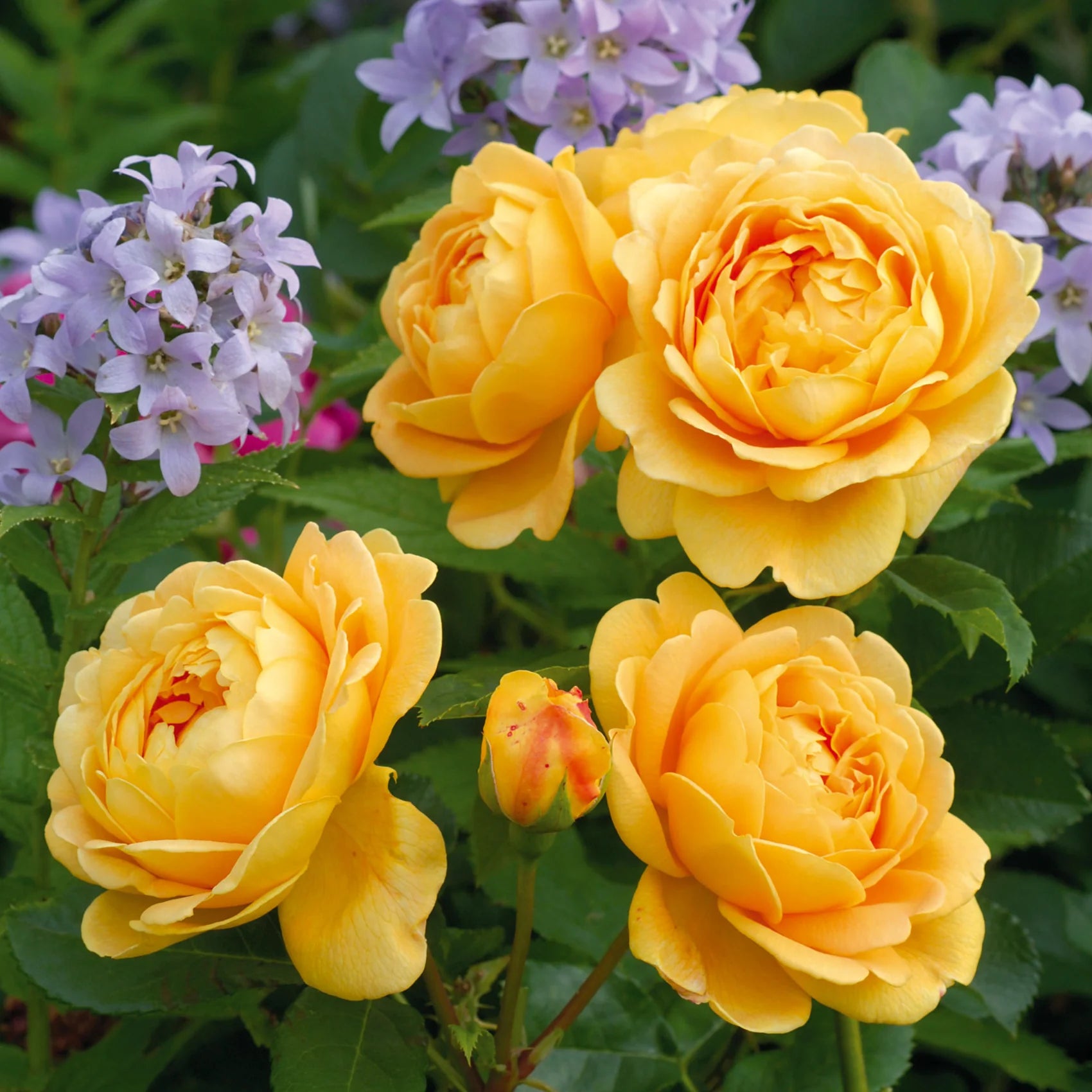 Golden Celebration® Climbing English Rose Staked (5 Gallon)