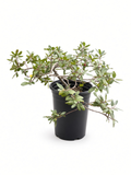 Rhamnus Californica 'Eve Case' (5 Gallon) Coffeeberry