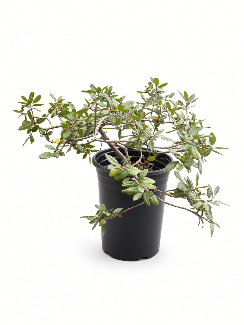 Rhamnus Californica 'Eve Case' (5 Gallon) Coffeeberry