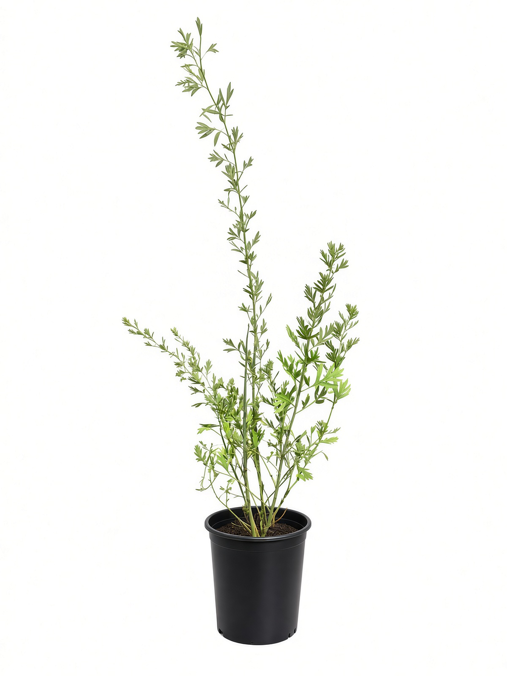 Romneya Coulteri Matilija Poppy (5 Gallon)