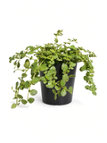 Ceanothus griseus horizontalis 'Carmel Creeper' (5 Gallon) California Lilac