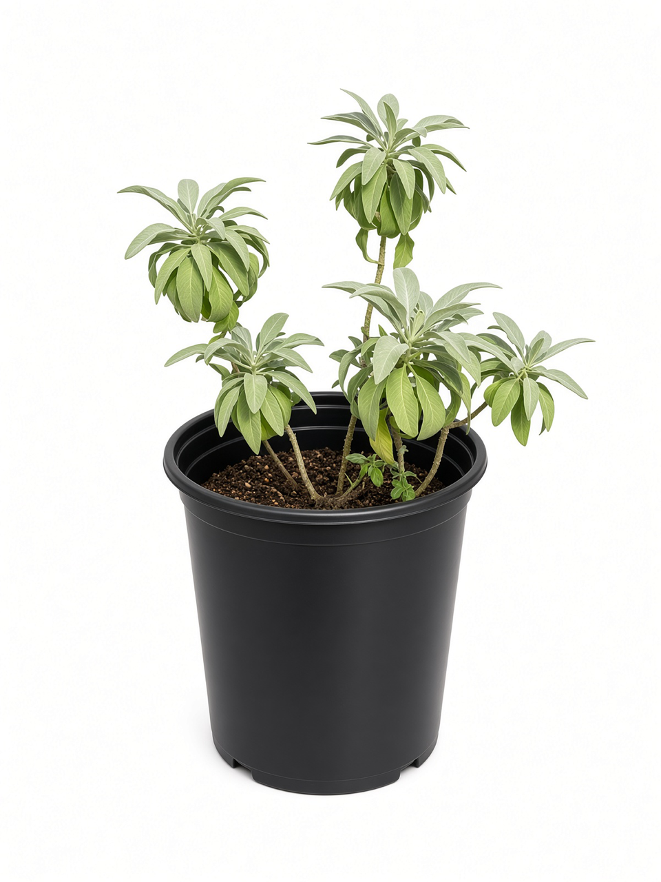 Salvia apiana ‘Compacta’ (5 Gallon) Dwarf California White Sage