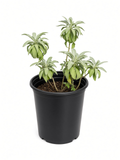 Salvia apiana ‘Compacta’ (5 Gallon) Dwarf California White Sage