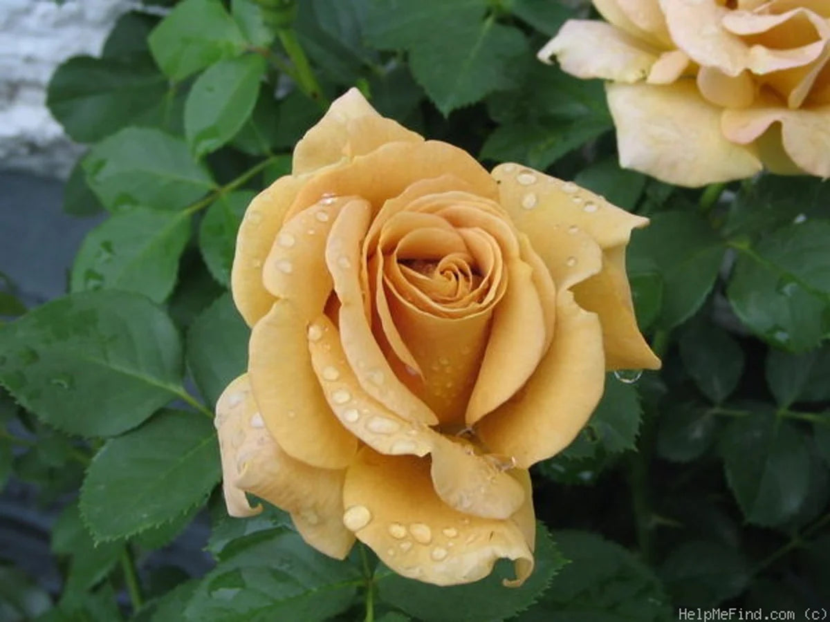 Honey Dijon Rose (5 Gallon)