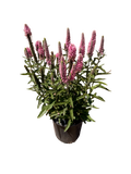 VERONICA l. Skyward™ 'Pink' (1 Gallon)