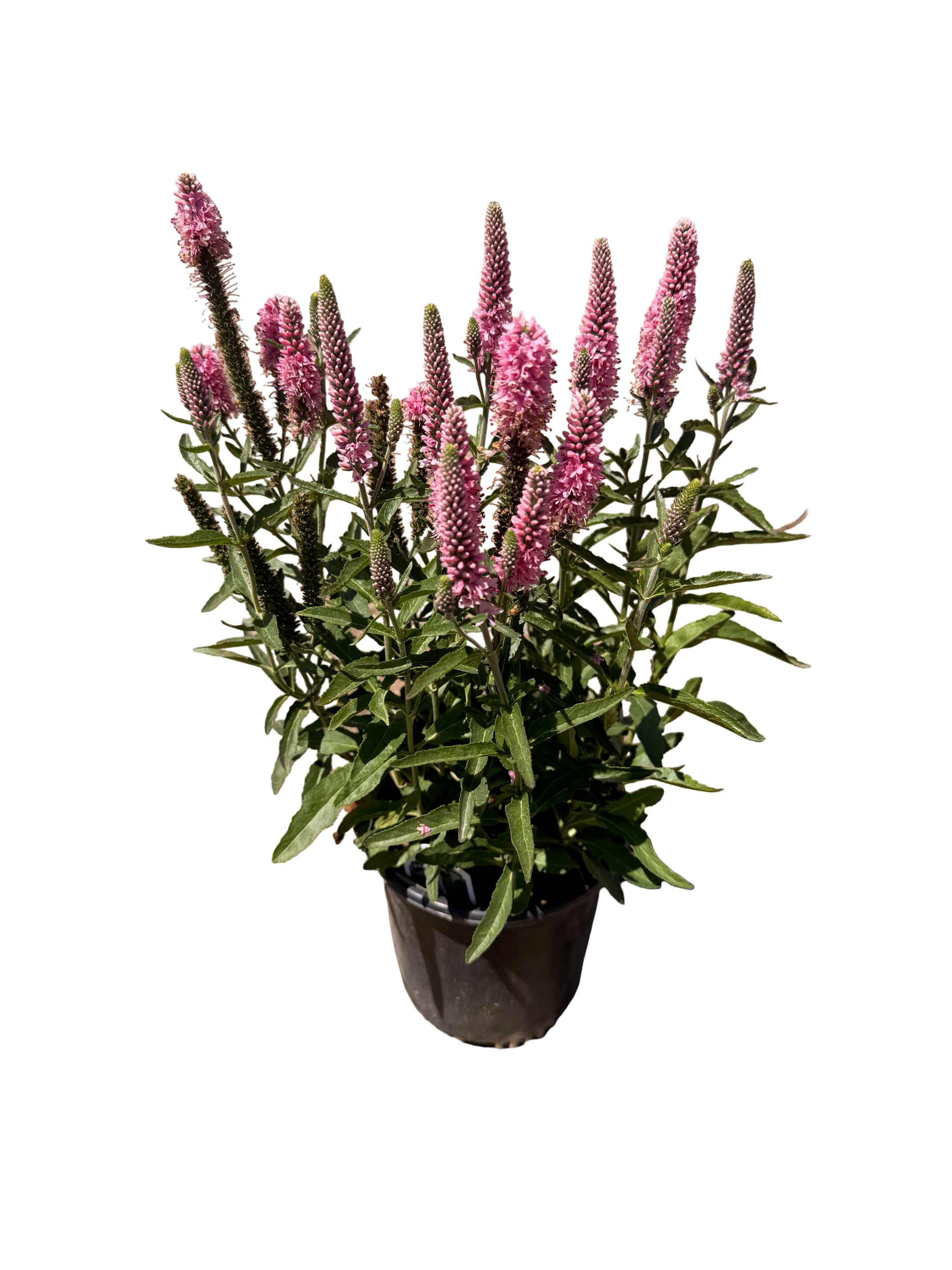 VERONICA l. Skyward™ 'Pink' (1 Gallon)