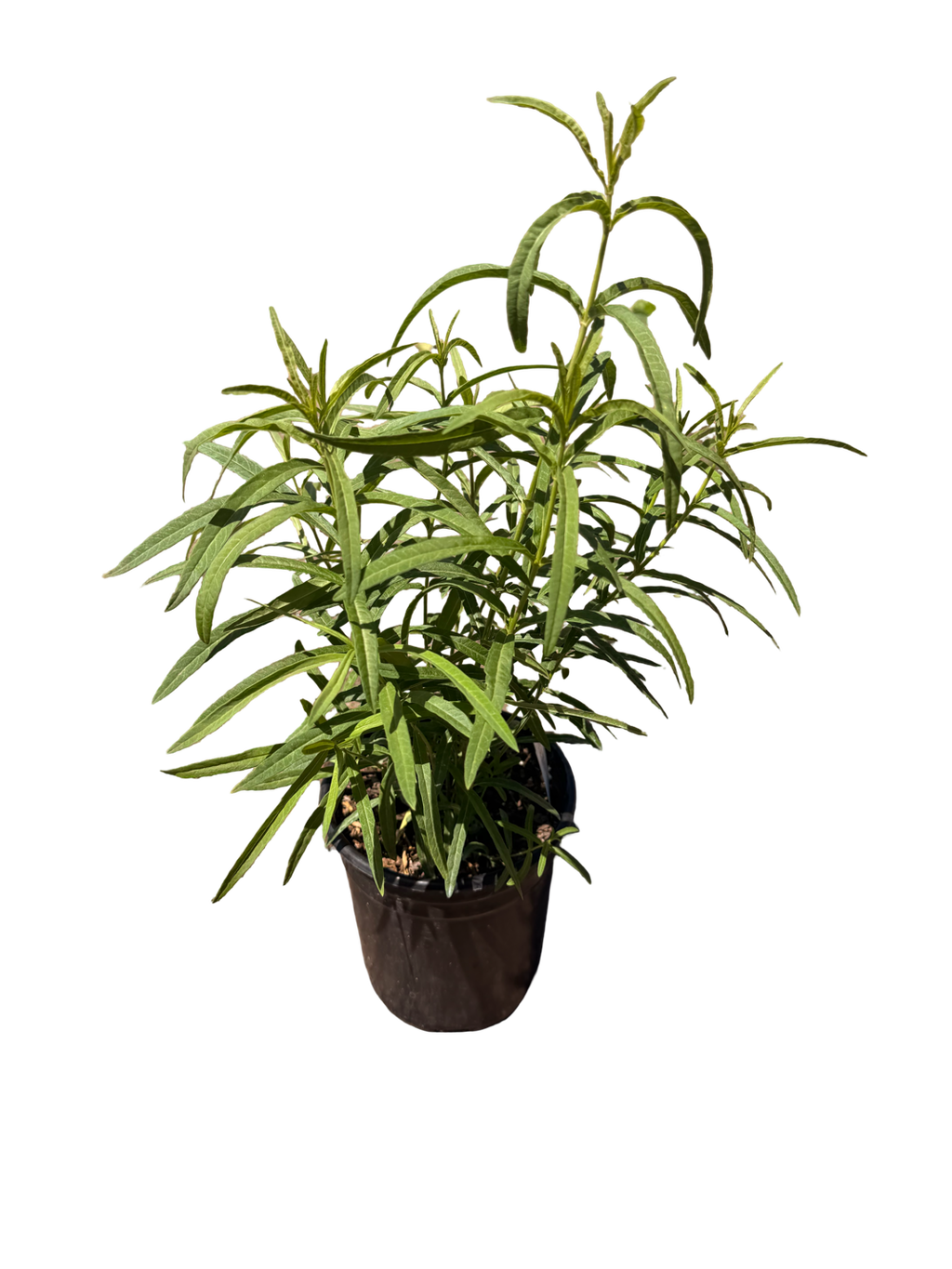 ASCLEPIAS fascicularis 'Narrowleaf Milkweed' (1 Gallon)
